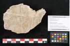 Foto (Objekt + Etikett) von Acer pseudo platanus L. (NHMW-GEO-2024-0188-11351)